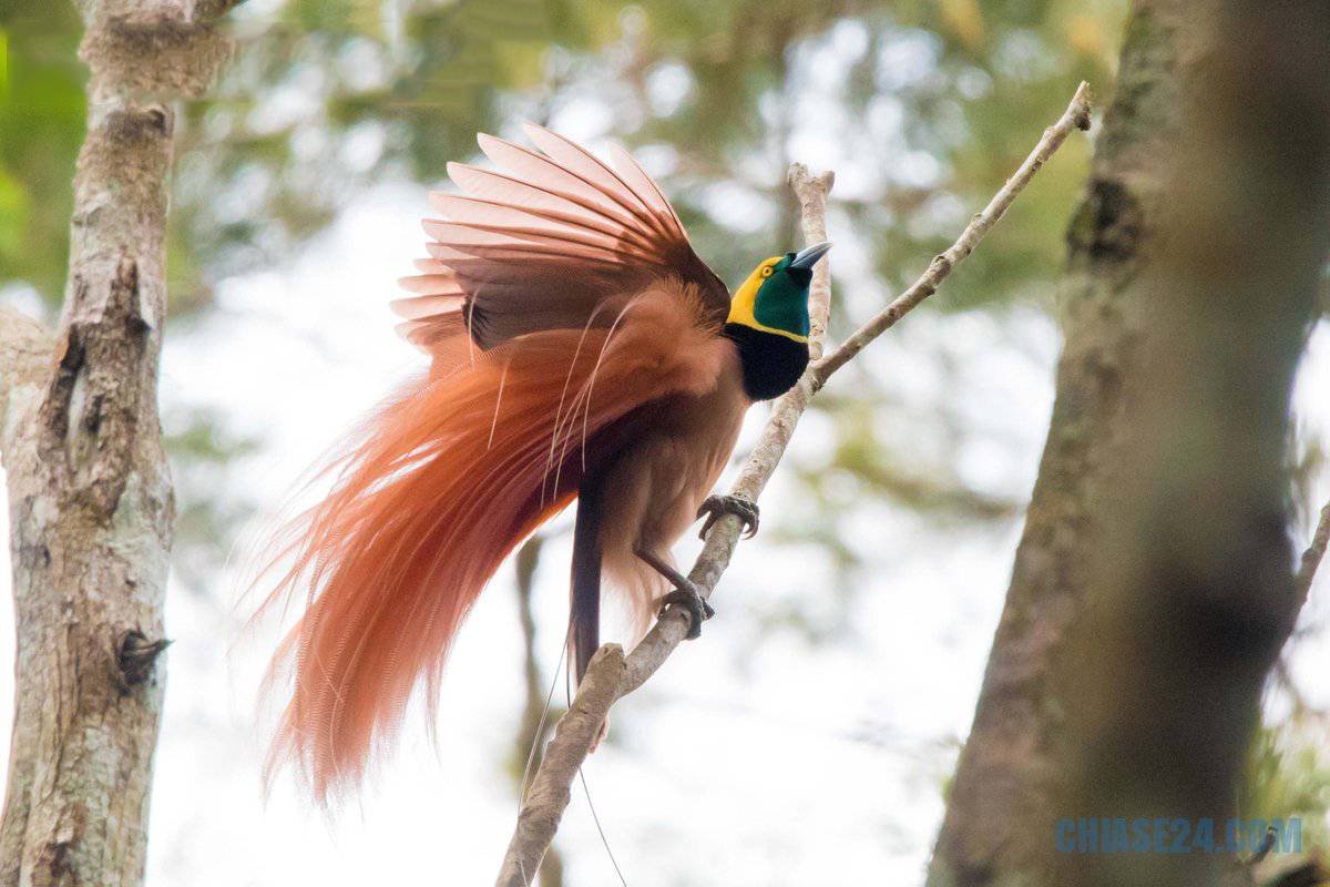 Райская лофорина