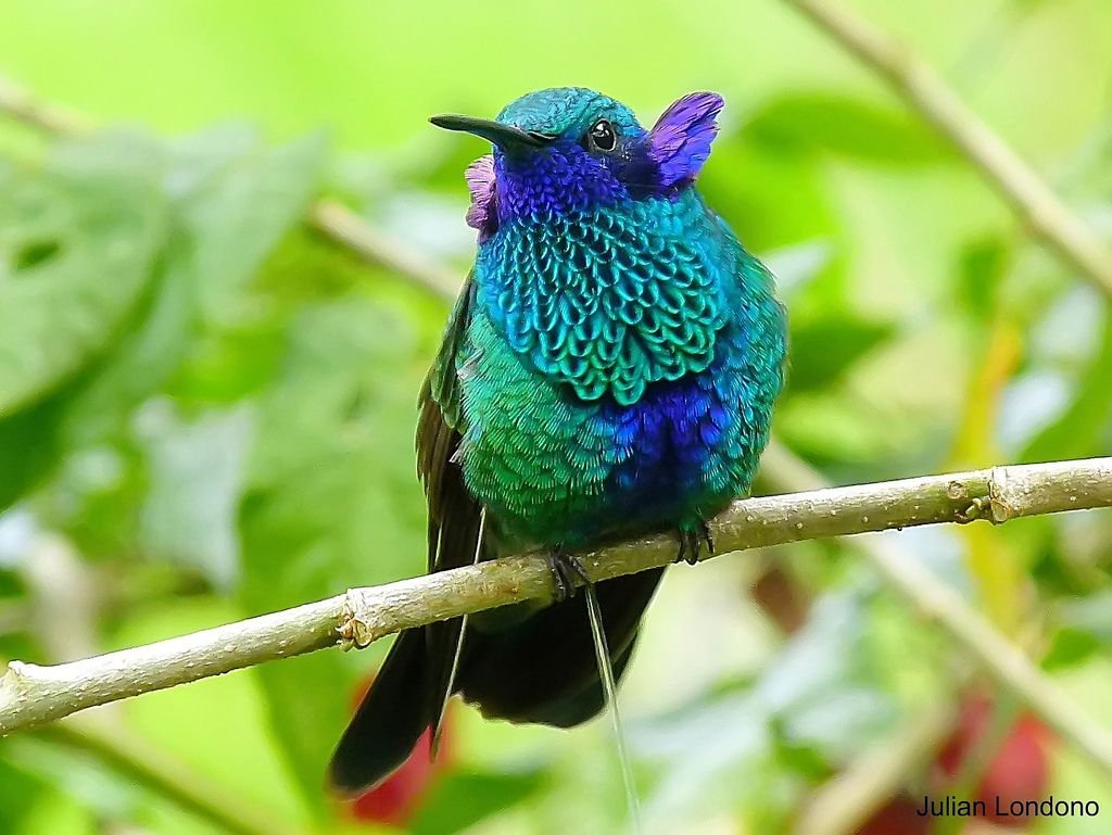 Реггианова Райская птица