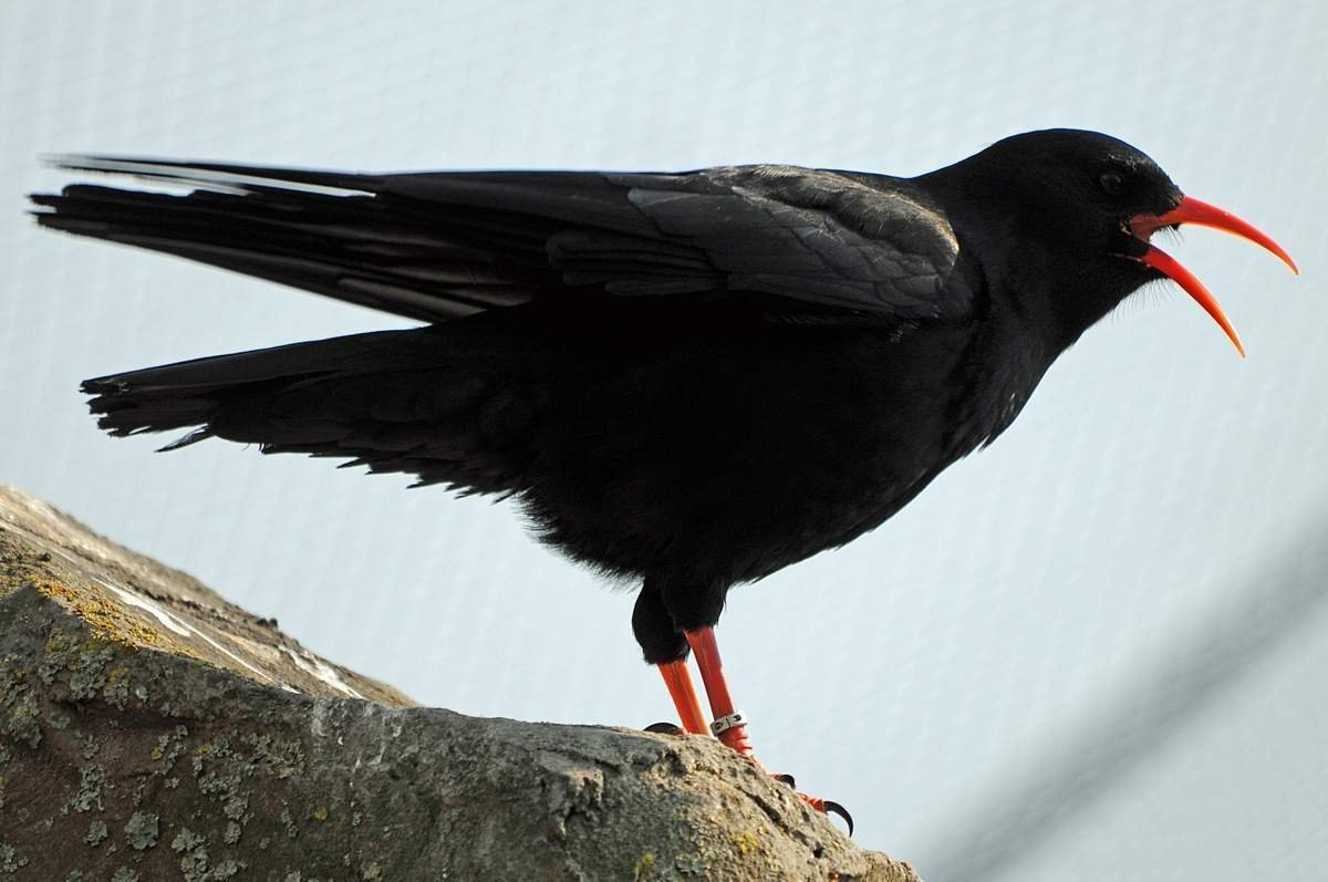 Клушица Кавказская