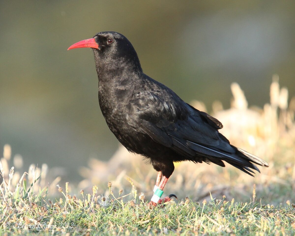 Корнуоллская клушица