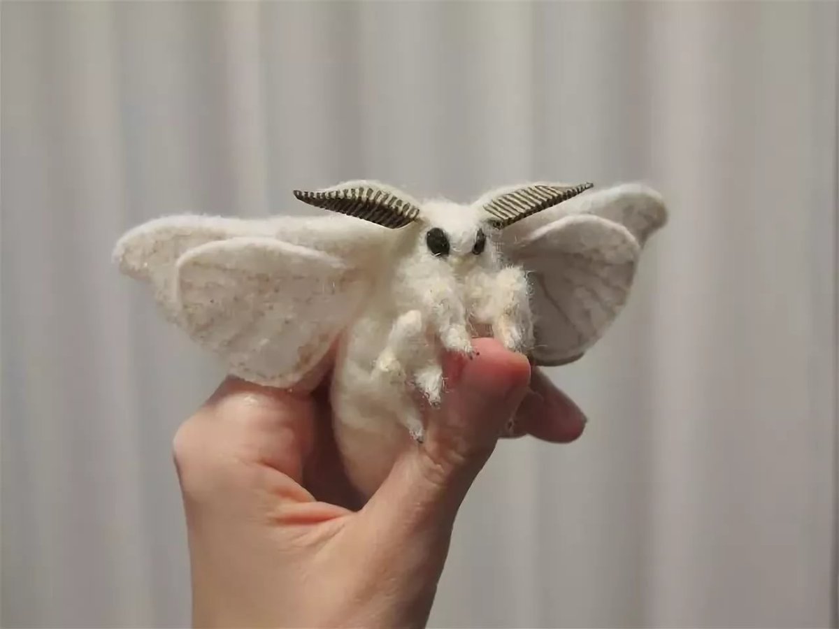 Венесуэльский пуделевый мотылек тутовый шелкопряд