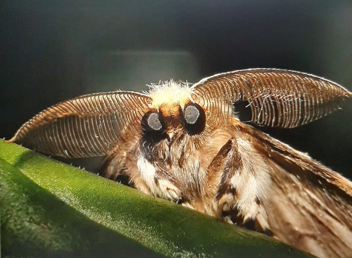 Кленовая бабочка Dryocampa rubicunda