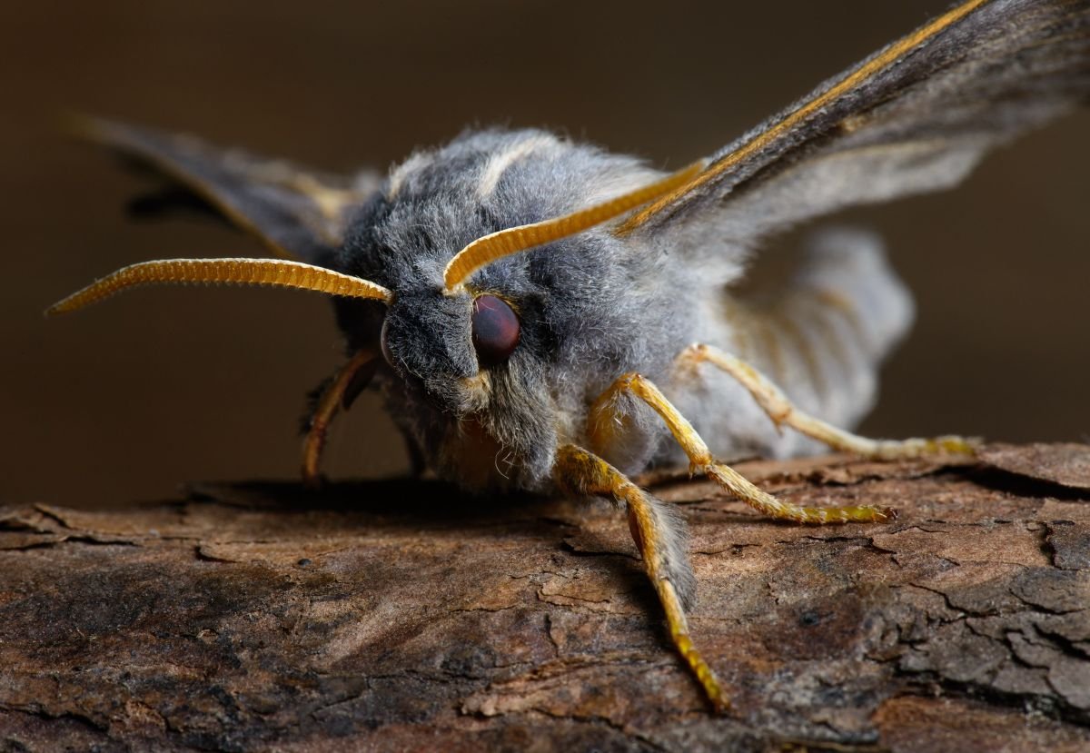 Шелкопряд Гарпия