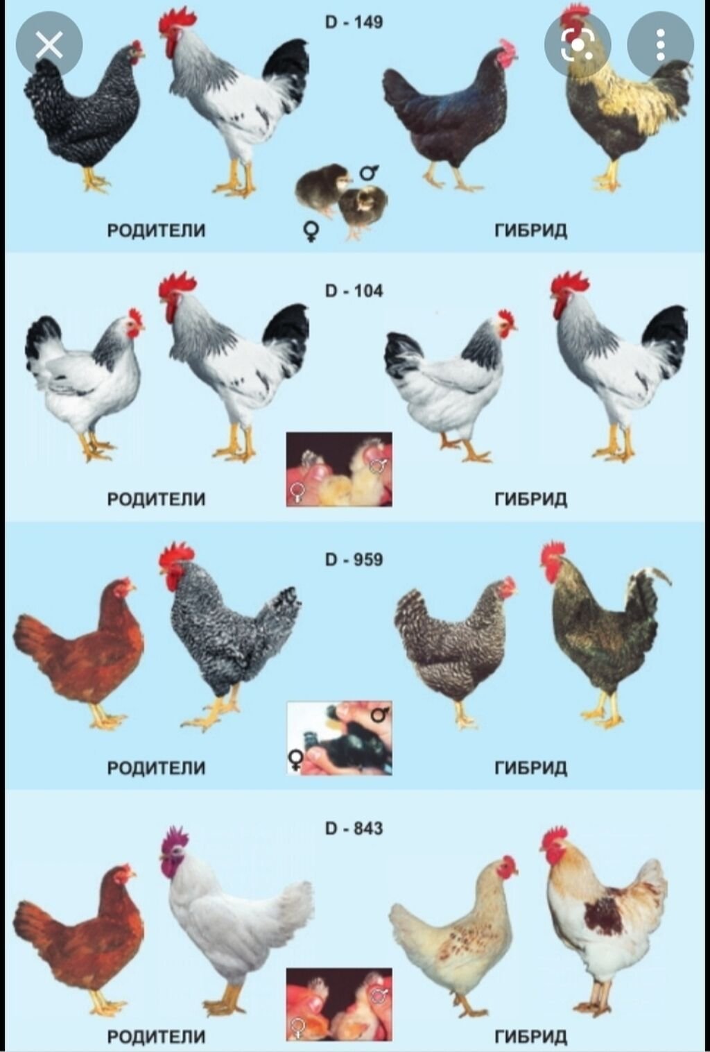 Цыплята доминант описание