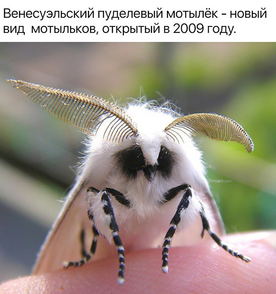 Ивовая волнянка