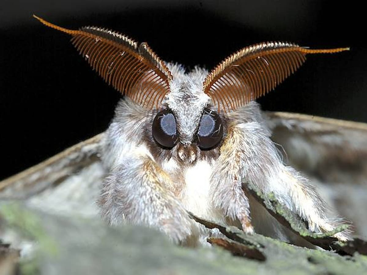 Mossy Moth