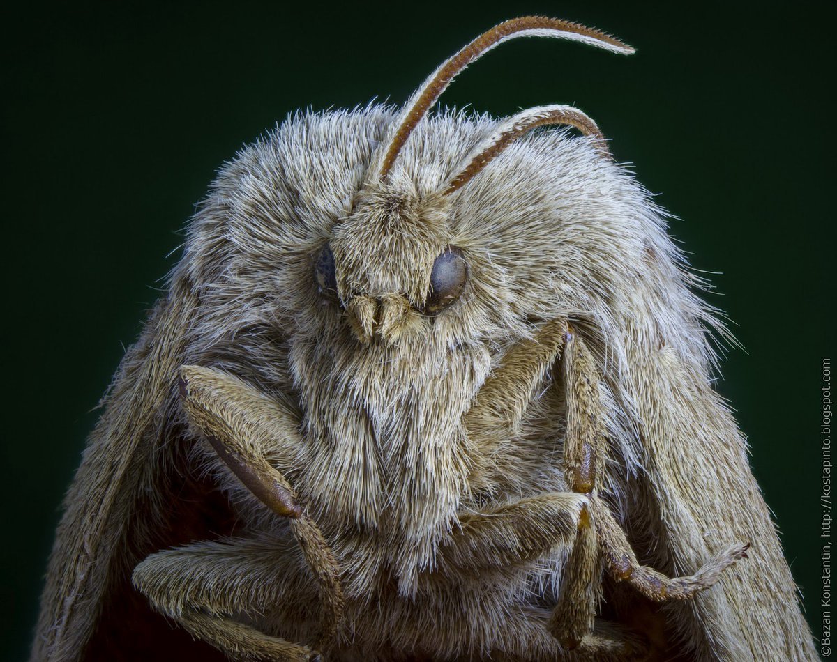 Гигантская моль Богонга