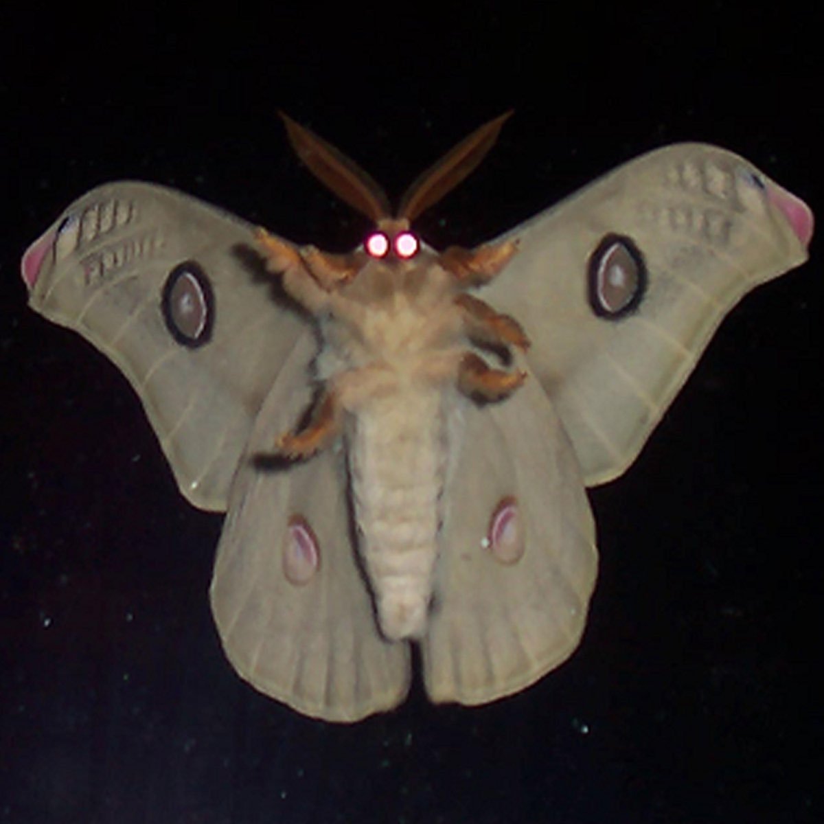 Сатурния цекропия