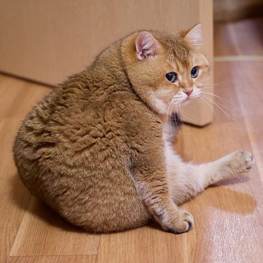 Британская Золотая шиншилла