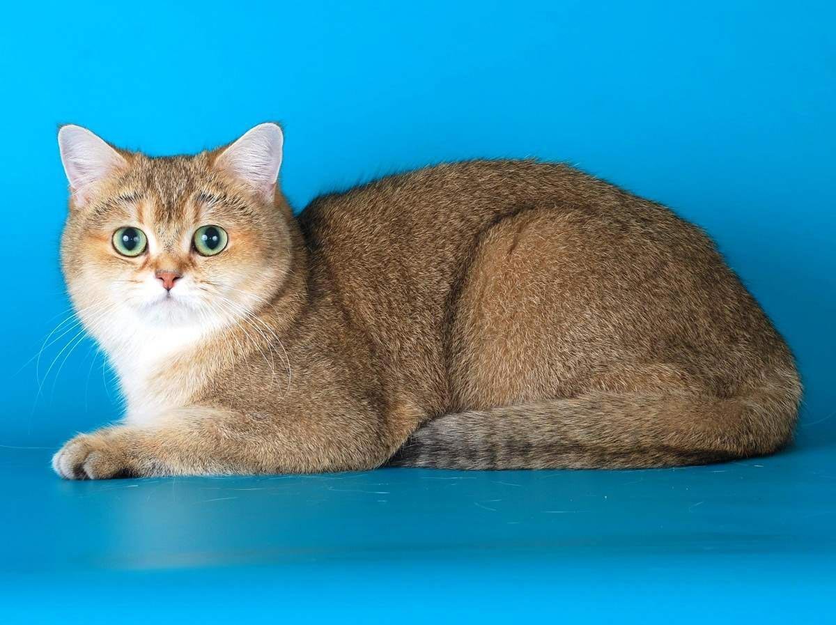 Шотландская короткошерстная Золотая шиншилла