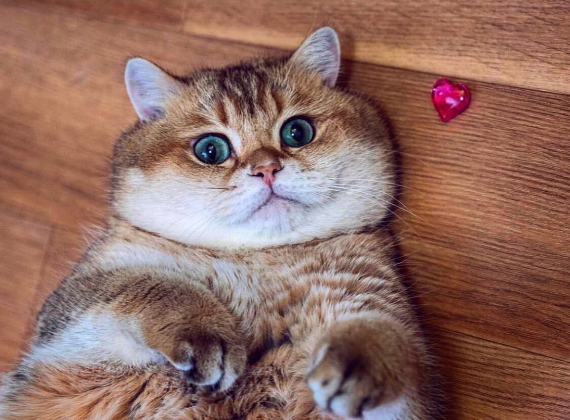 Шотландская Золотая шиншилла