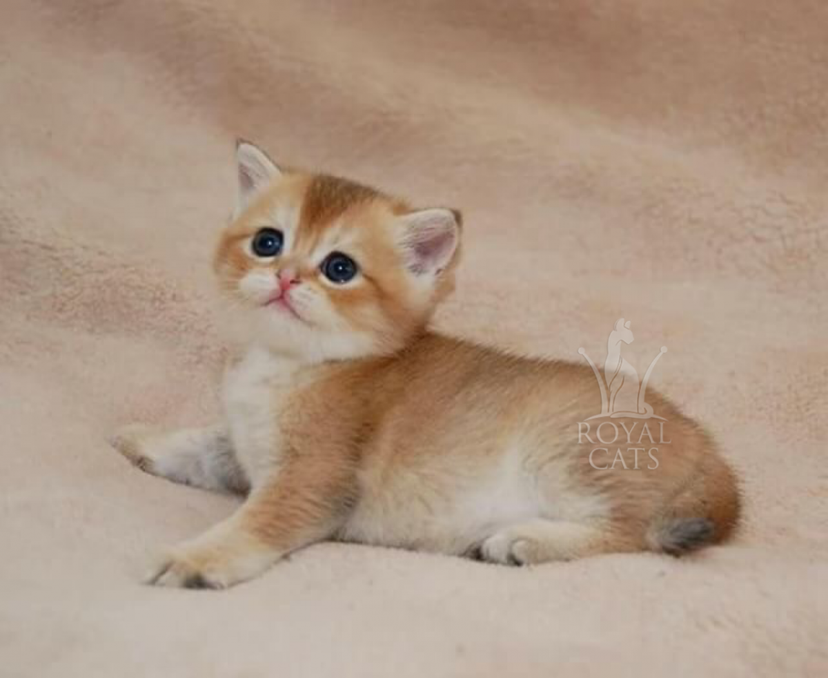 Британская Золотая шиншилла