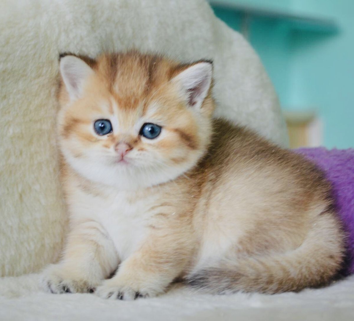 Шотландская прямоухая Золотая шиншилла