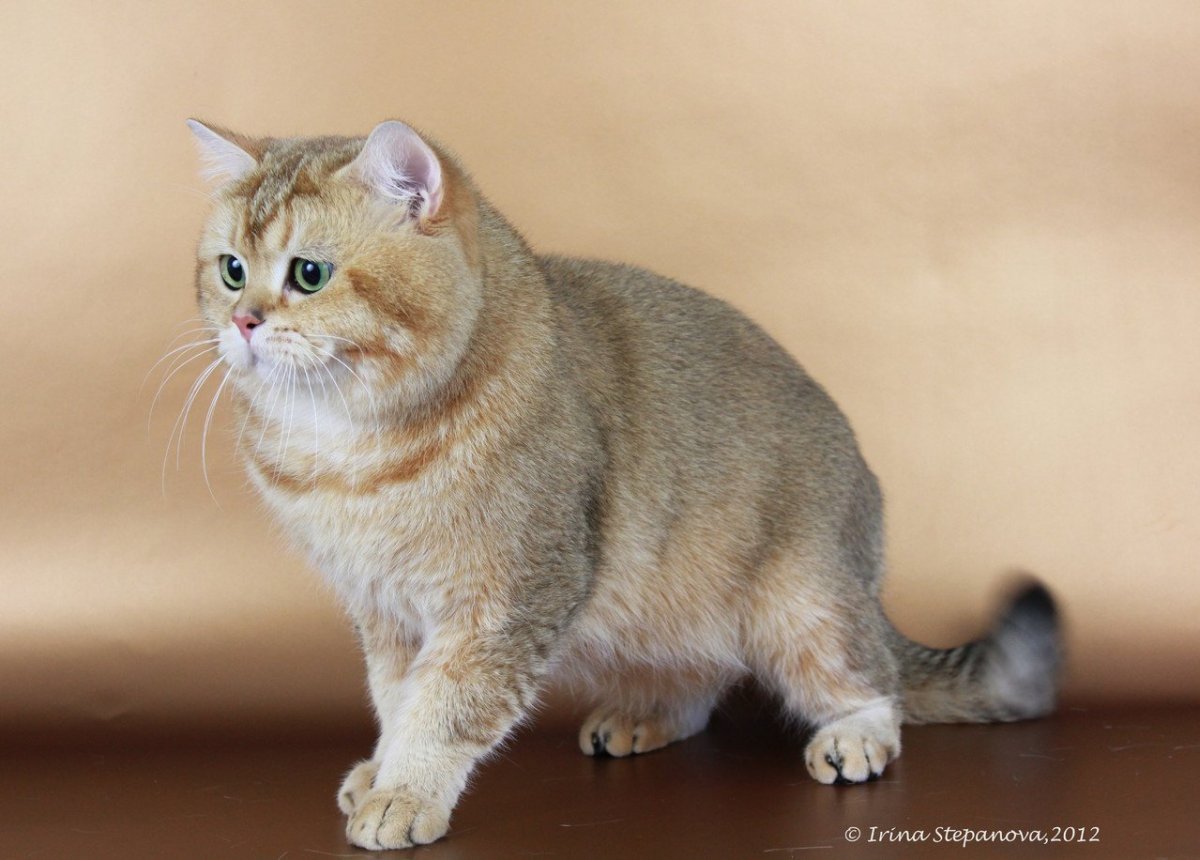 Шотландская кошка Золотая шиншилла