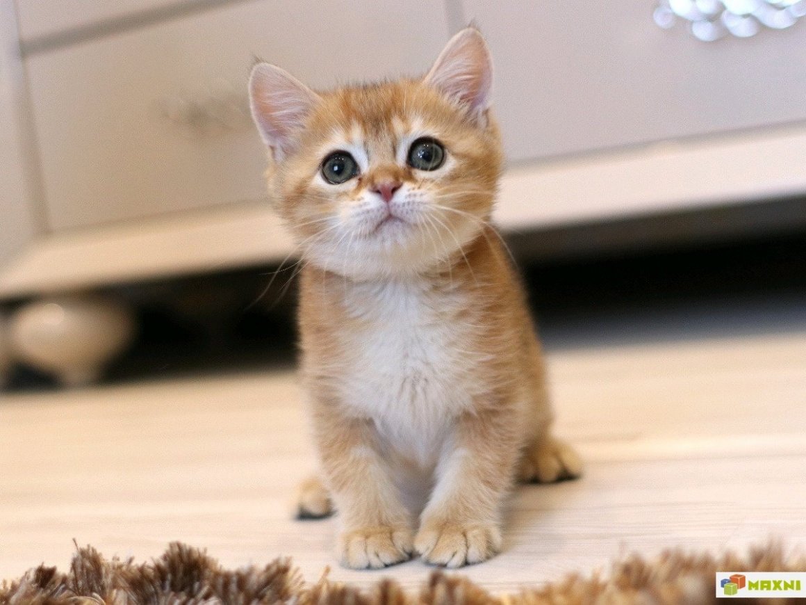 Шотландская кошка Золотая шиншилла