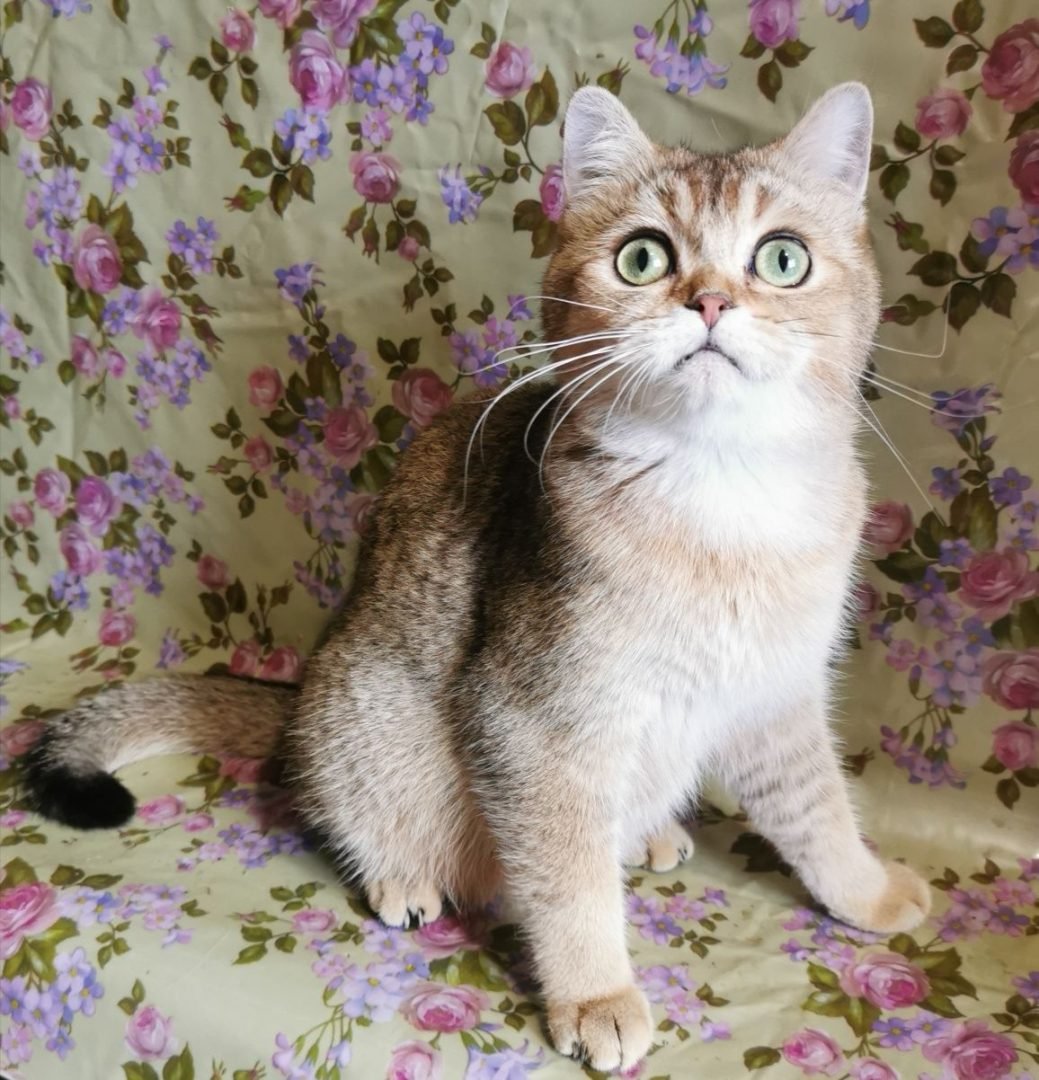 Британская шиншилла Хосико