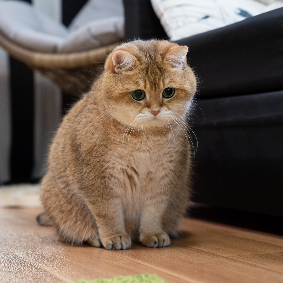 Шотландский страйт Золотая шиншилла