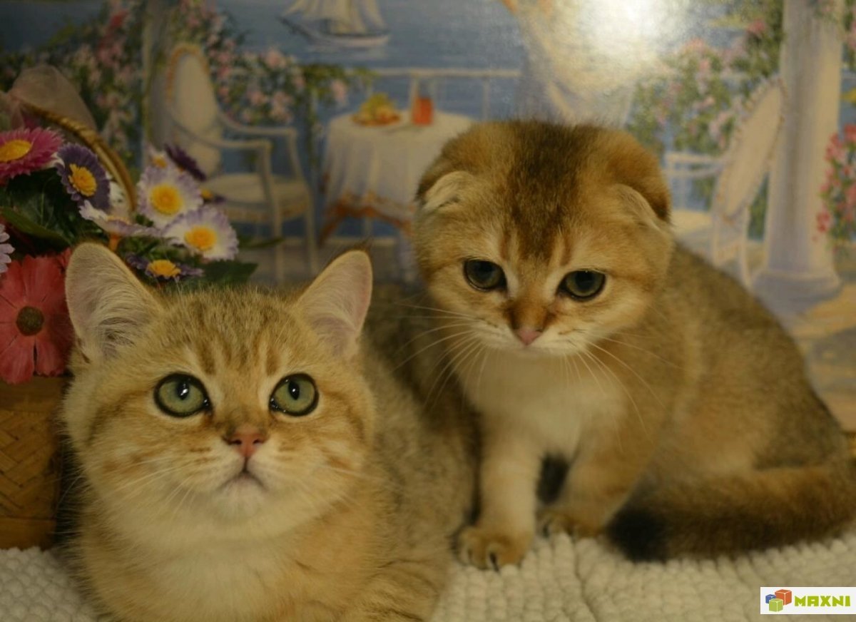 Шотландская Золотая шиншилла