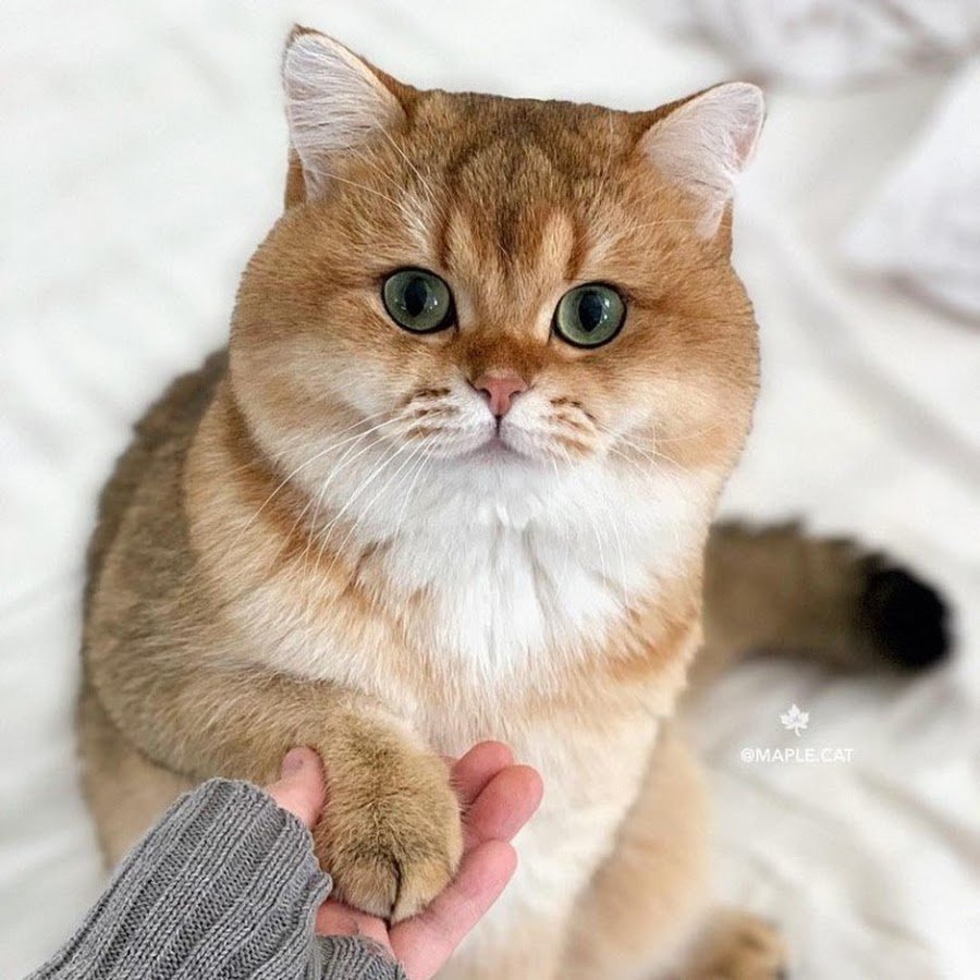 Шотландская прямоухая Золотая шиншилла