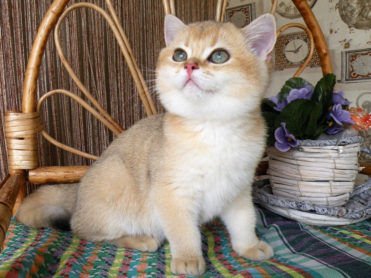 Шотландская короткошерстная Золотая шиншилла