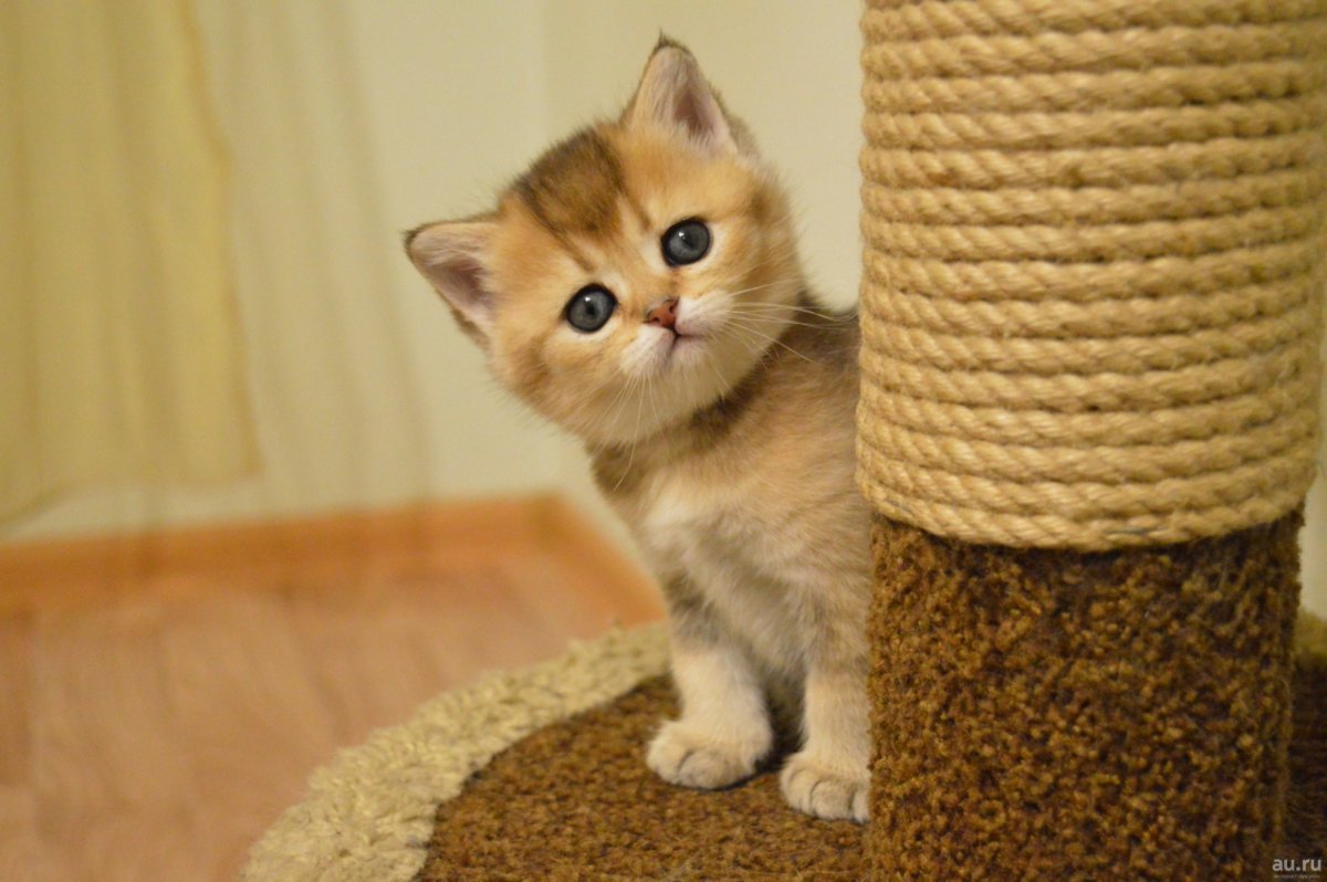 Британская шиншилла Хосико