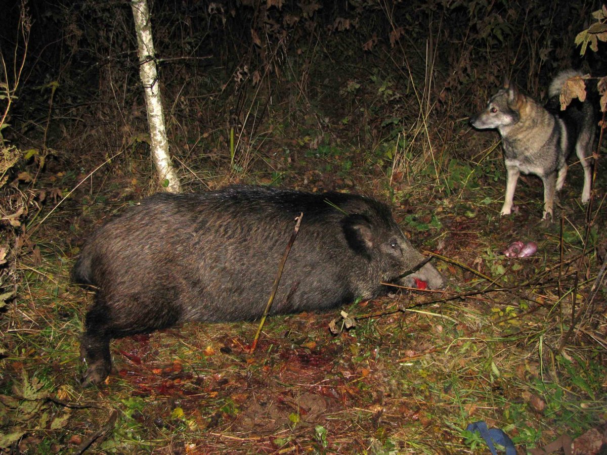 Дикий кабан Возвращение