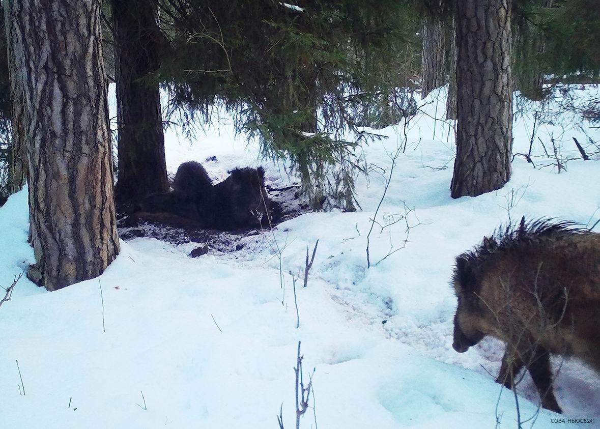 Кабан в Белгородской области