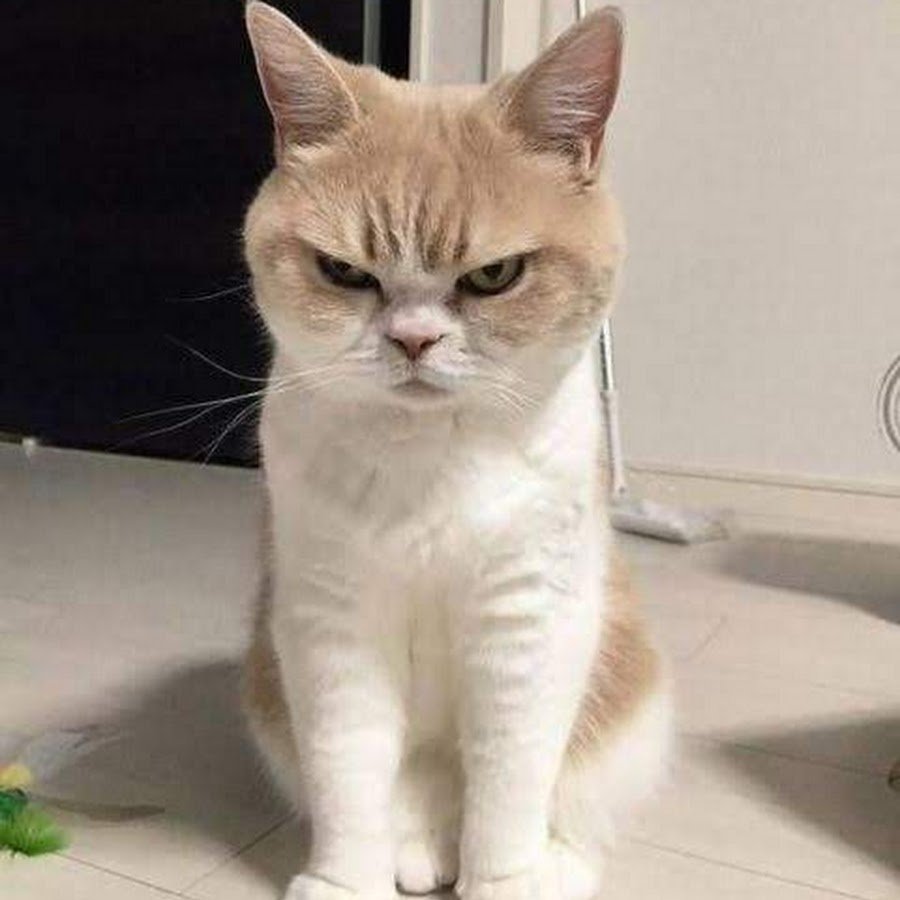 Кот с ровной мордой