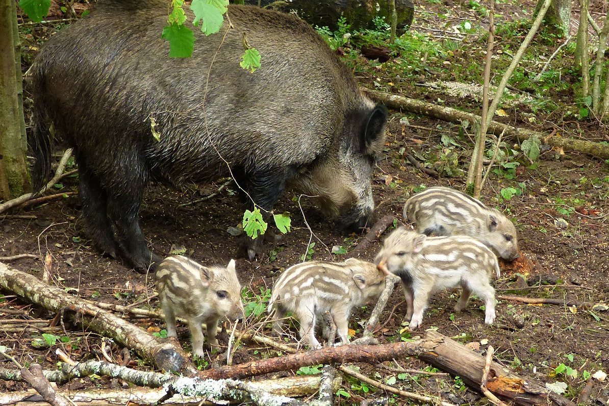 Спящий кабанчик