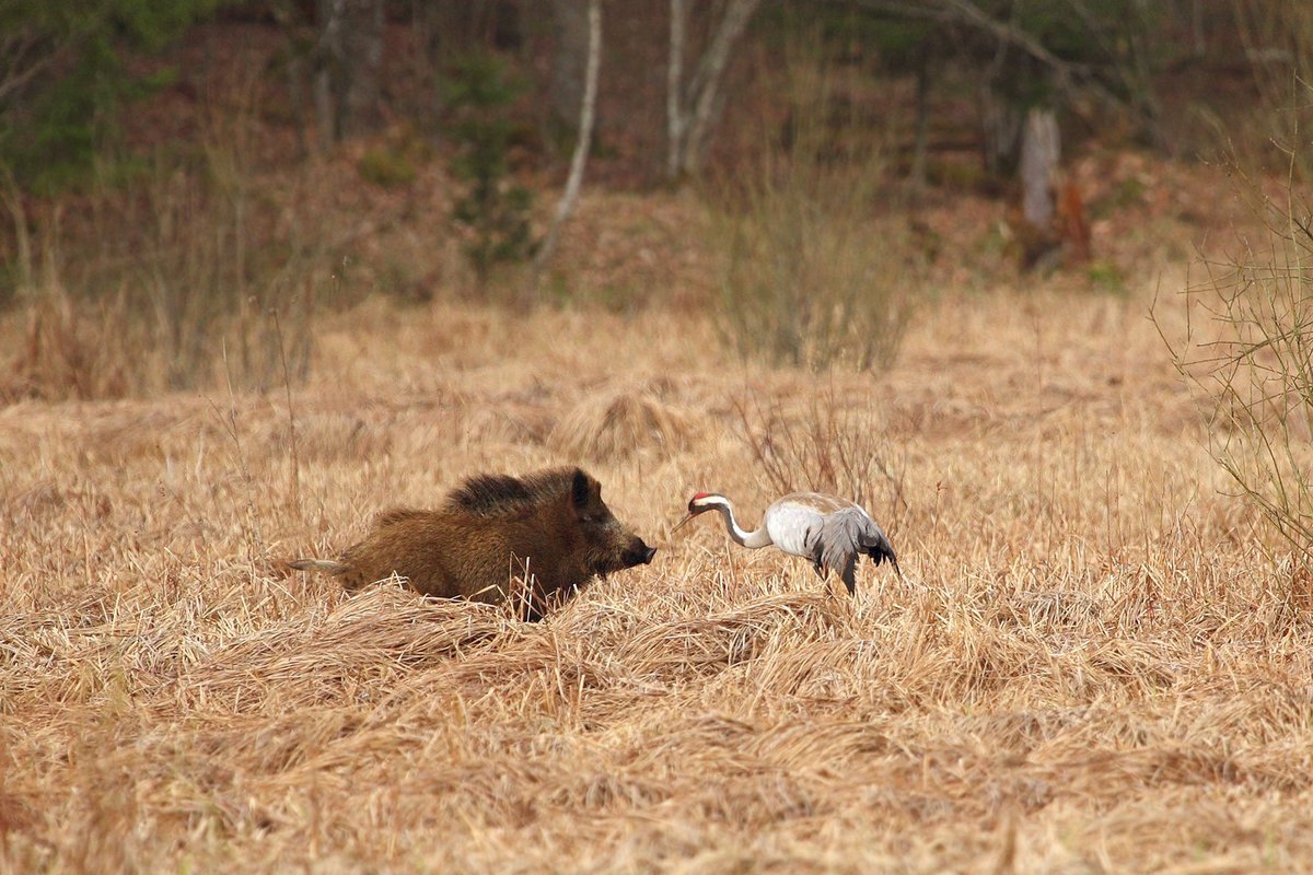 Кабаны на севере Кузбасса