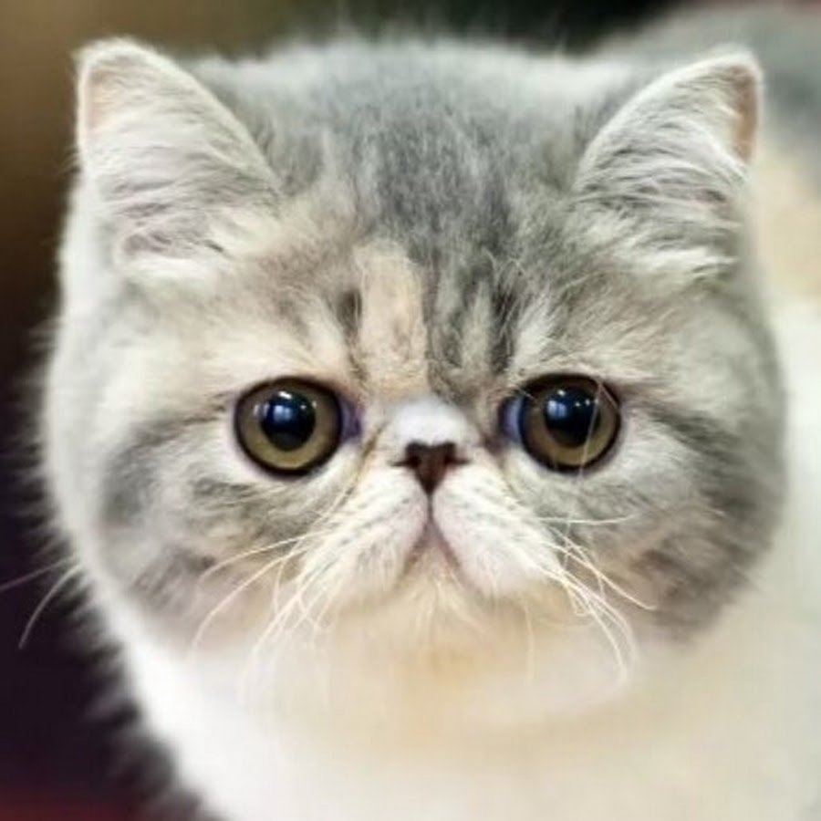 Манчкин фолд Персидская