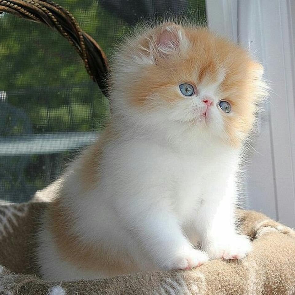 Порода кошек экзоты короткошерстные