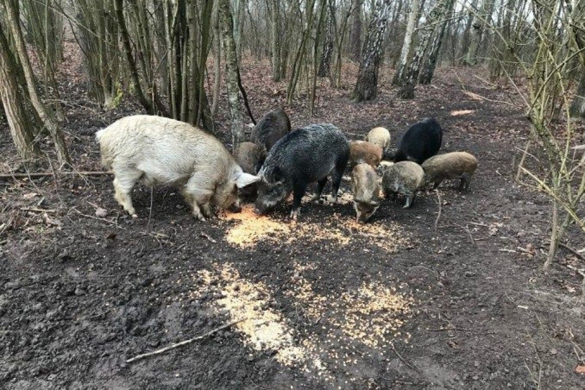 Кабаниха самка кабана