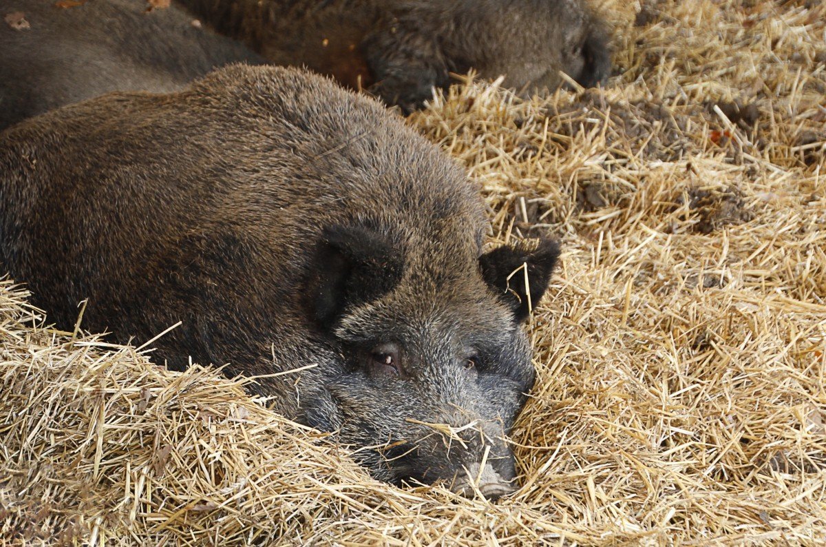 Домашние кабаны