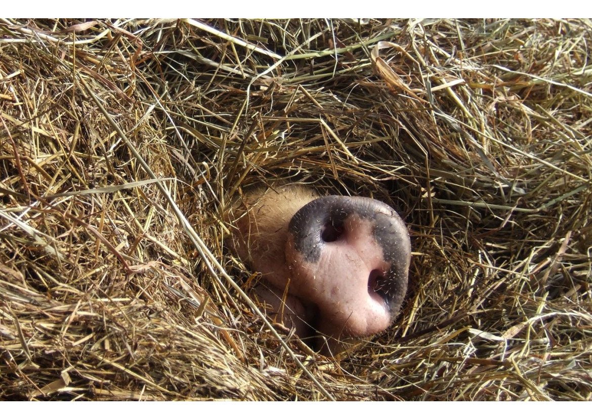 Гайно гнездо Кабанов