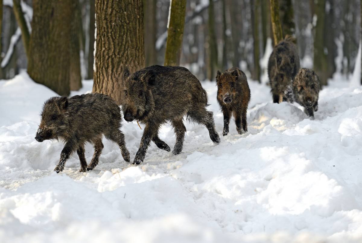 Кабан Вепрь секач 600 кг