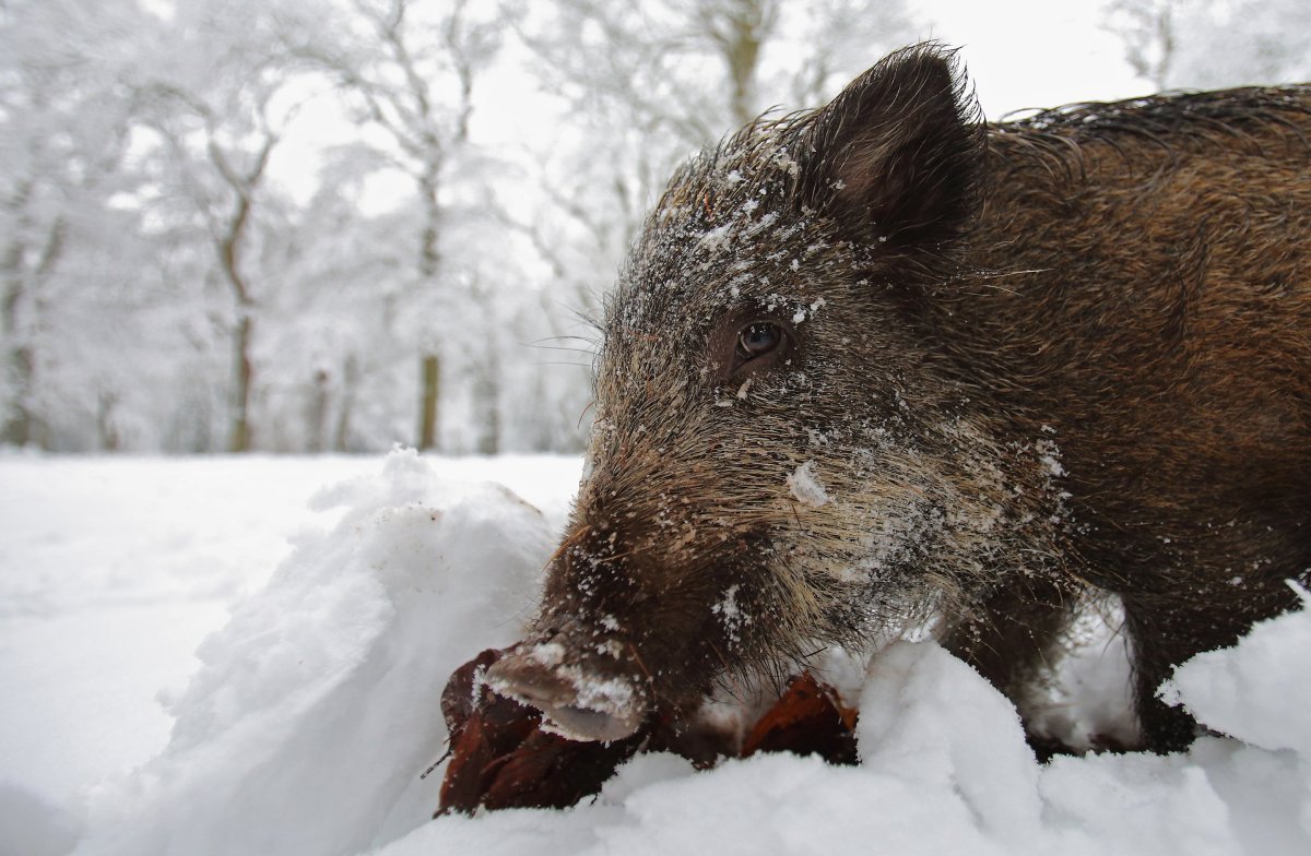 Кабан Краснодарского края