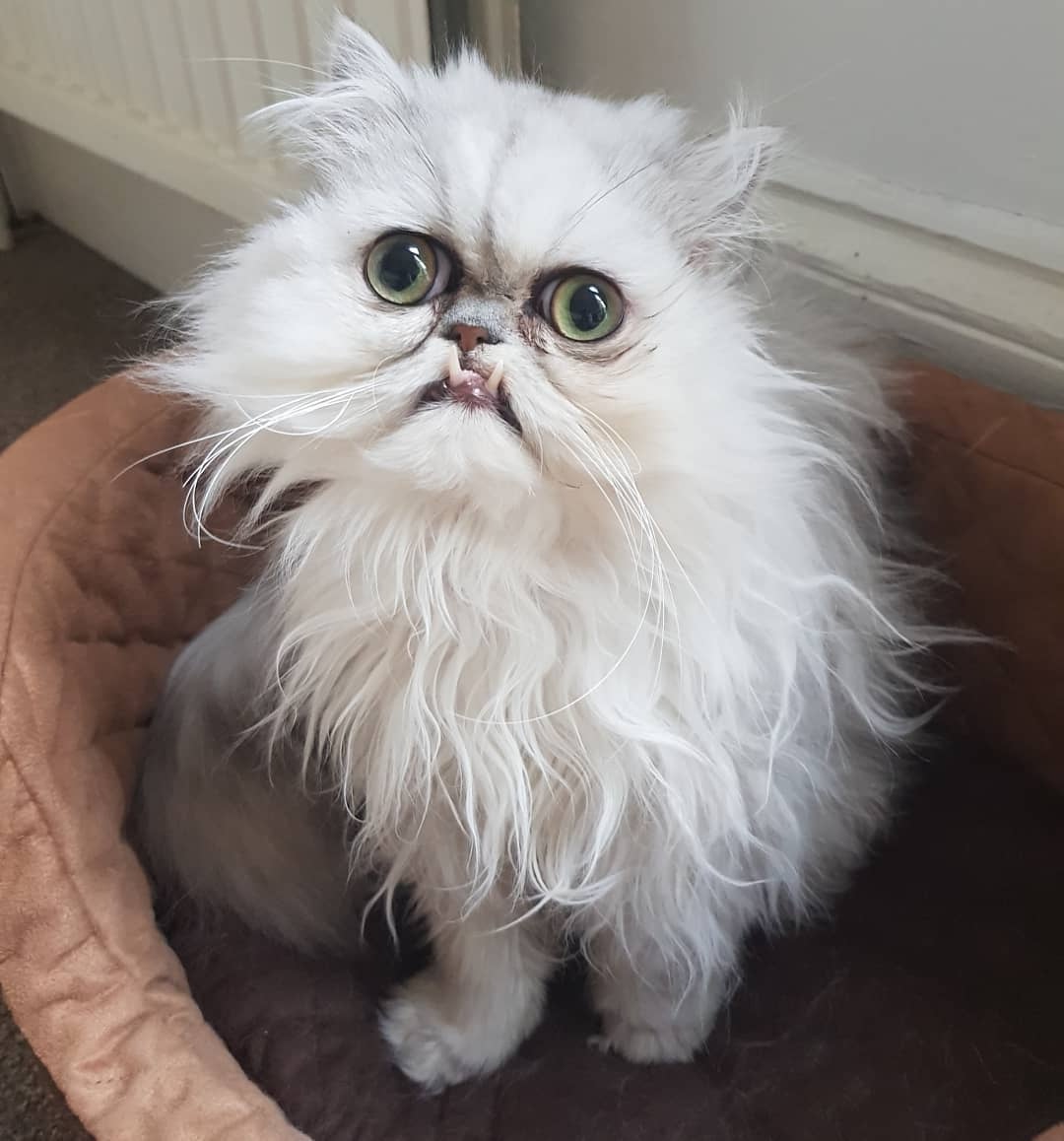 Кот Персидская шиншилла Вилфред