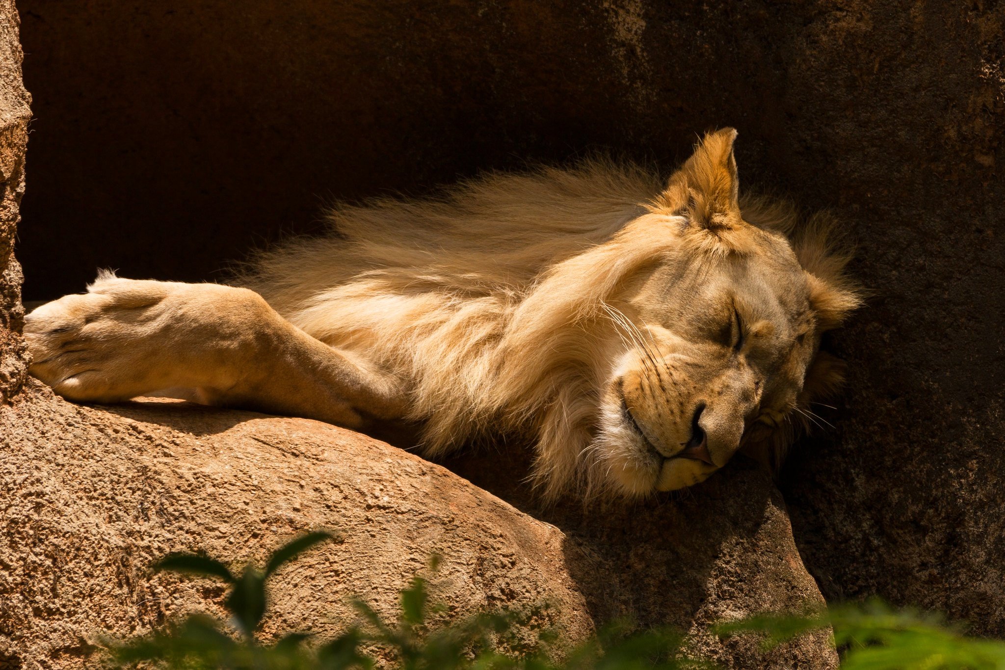 Лапка льва. Лапы Льва. Спящие львы. Обои на рабочий стол Лев.