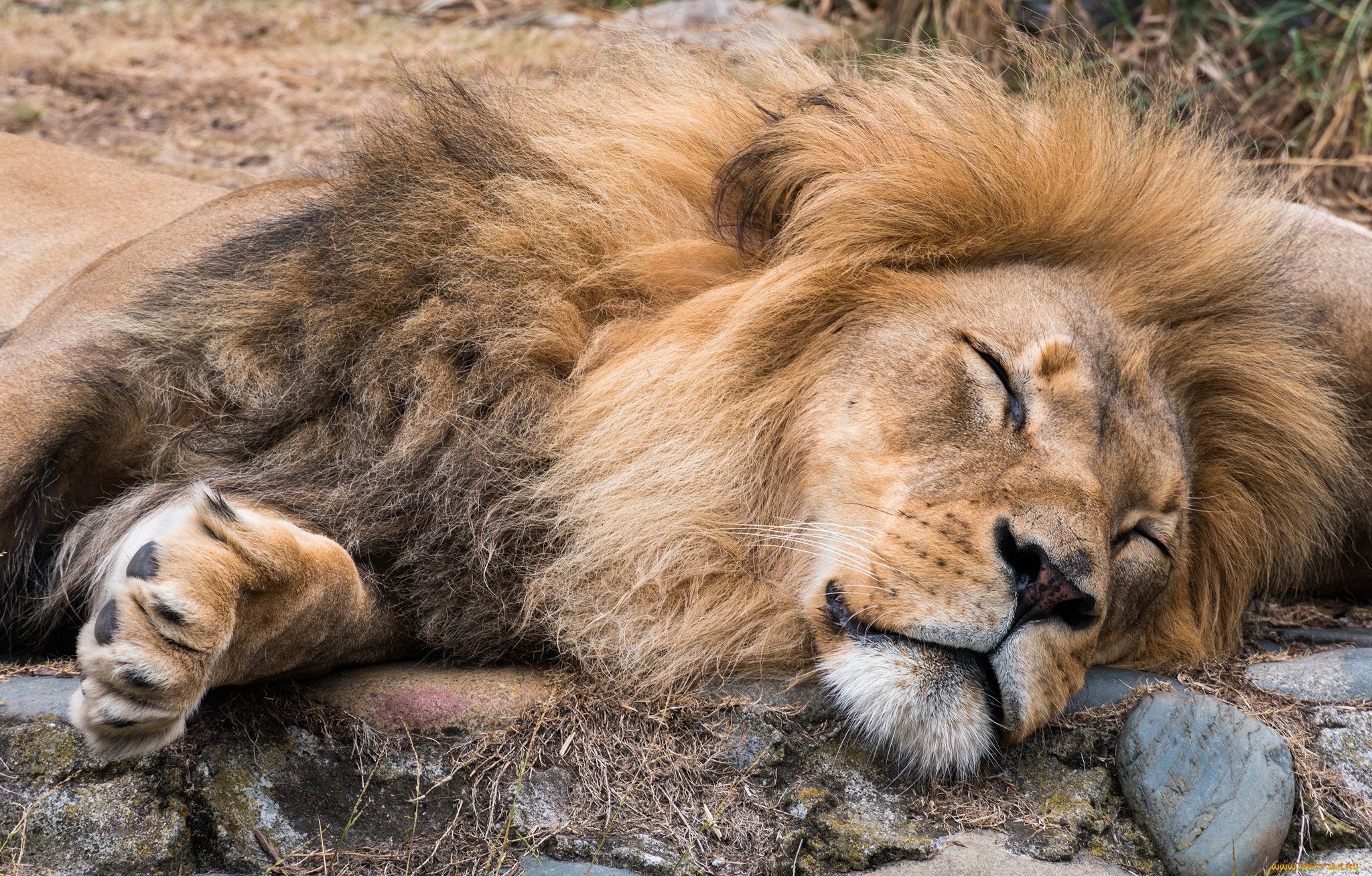 A lion sleep during the day. Лев спящий. Спящие львы. Спящий Лев фото.