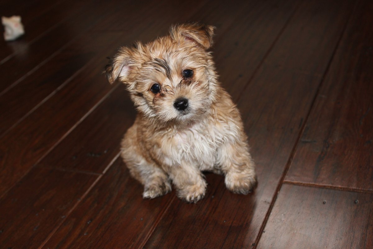 Джек Рассел Йорк помесь Йорка