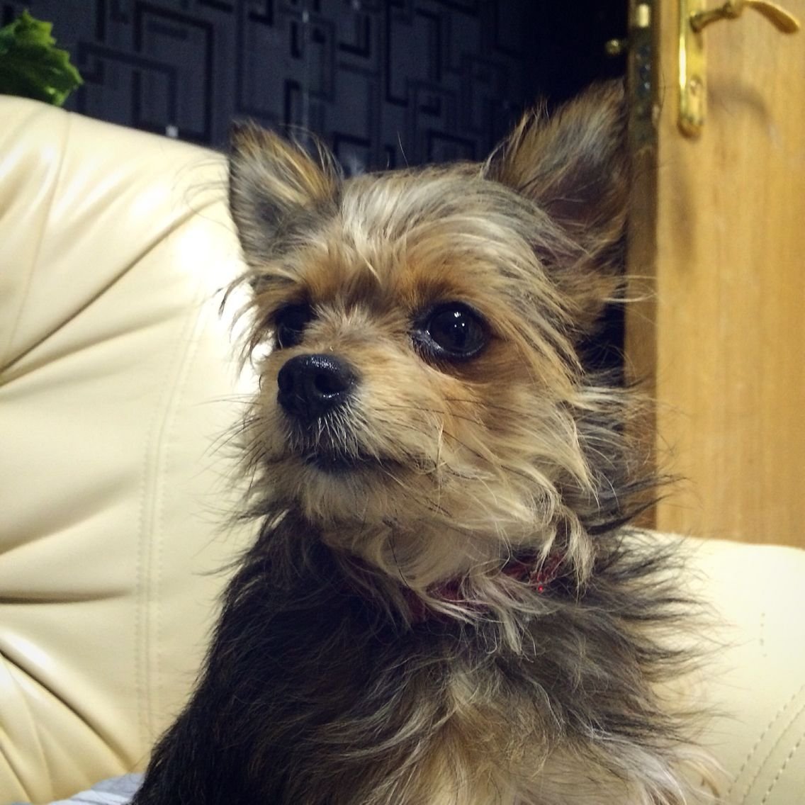 Помесь Йорка и чихуахуа