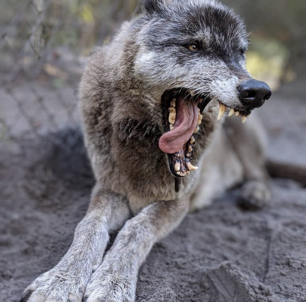Гигантский волкособ Юки