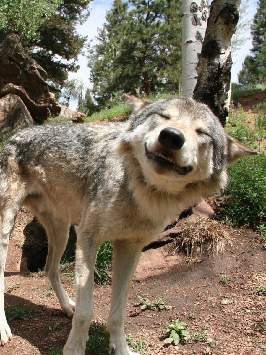 Волко-собачьи гибриды волкособ