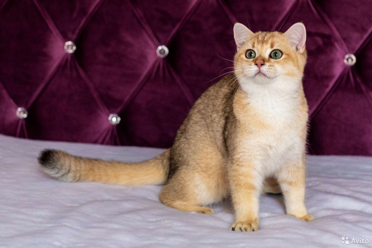 Шотландская Золотая шиншилла