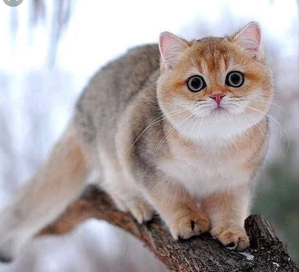 Котята окрас Золотая шиншилла