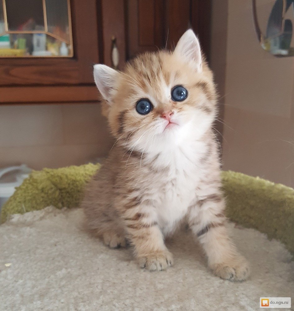 Британская Золотая затушеванная шиншилла