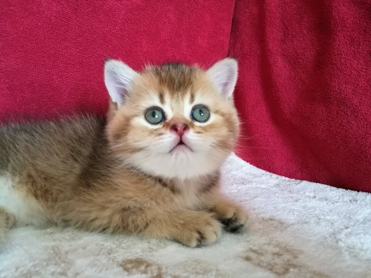 Манчкин Британская шиншилла