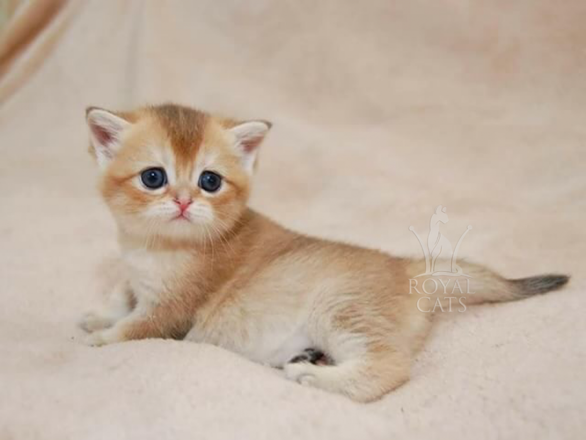 Персидская Золотая шиншилла кошка