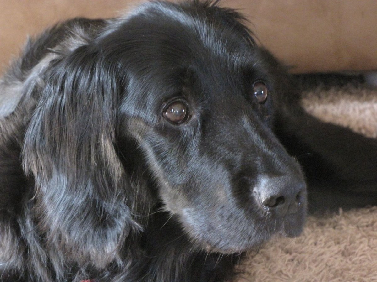 Метис лабрадора и спаниеля черный